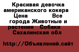 Красивая девочка американского кокера › Цена ­ 35 000 - Все города Животные и растения » Собаки   . Сахалинская обл.